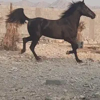 اسب مشکی|اسب و تجهیزات اسبسواری|بستک, |دیوار