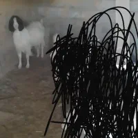 بز پاکستانی