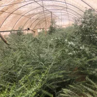 اکالیپتوس/تولید کننده