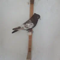 نرو ماده سینه