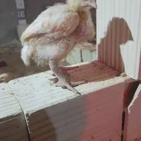 جوجه گوشتی ۲۰ روزه