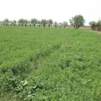 یونجه خالص