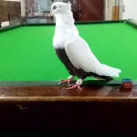 دم قهوه ای ماده