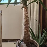 گل یوکا|گل و گیاه طبیعی|کرج, شاهین‌ویلا|دیوار