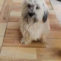 سگ شیتزو مولد نر و ماده|سگ|لنجان, |دیوار