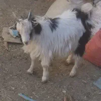 بزغاله نر|حیوانات مزرعه|گلپایگان, |دیوار