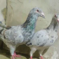 سار هفت رنگ خطی|پرنده|تربت‌حیدریه, اندیشه|دیوار