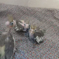 جوجه عروس سرلاکی