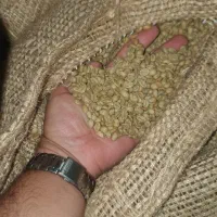 دان سبز قهوه اتیوپی لکمپتی G5 فروش عمده|عمدهفروشی|تهران, نجات اللهی|دیوار