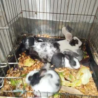 بچه خرگوش دونه ۴۰۰۰۰۰۰|موش و خرگوش|تهران, دولتخواه جنوبی|دیوار