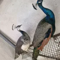 جوجه طاووس ده روزه