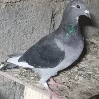 نرو ماده قره ای از خون قوی و درجه یک|پرنده|برازجان, |دیوار