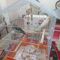 عروس هلندی