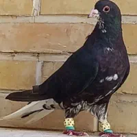 کفتر|پرنده|شیراز, نصرآباد|دیوار