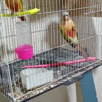 یک جفت گرینچیک مولدسخنگو و دوسداشتنی