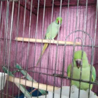 جفت ملنگو مست مست و کوتوله برزیلی مولد