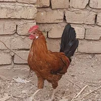 فروش خروس زینتی