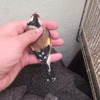 سهره نر و ماده