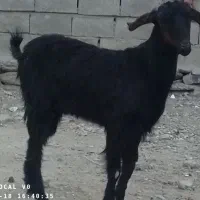 گوسفند فروشی|حیوانات مزرعه|سراوان, |دیوار