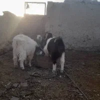 ۱۶ راس بزغاله چاق و چلبک نرو ماده به قیمت مناسب|حیوانات مزرعه|هامون, |دیوار