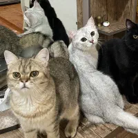 گربه های بریتیش اصل