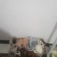 دار تابلو فرش فرش با لوازم|تابلو فرش|برخوار, |دیوار