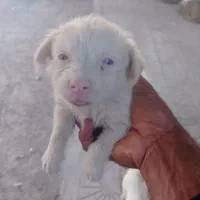 سگ پاکوتاه فروشی