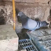 سلام به دوستان عزیز|پرنده|ریگان, |دیوار