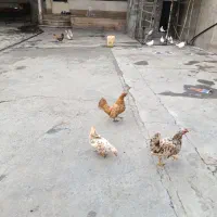 مرغ وخروس جاپنیز همراه  5 تا جوجه سر نشده|حیوانات مزرعه|ملایر, |دیوار