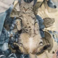 واگزاری رایگان گربه