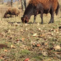 یک راس شیشک قوچ قزل افشار