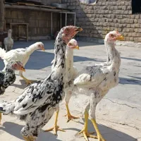 6 عدد جوجه لاری 5 ماه|حیوانات مزرعه|قم, جمکران|دیوار