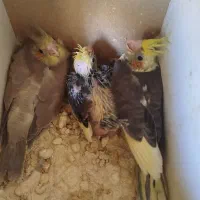 جوجه‌عروس‌هلندی|پرنده|اشنویه, |دیوار