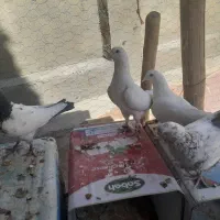 کبوتر فروشی|پرنده|فارسان, |دیوار