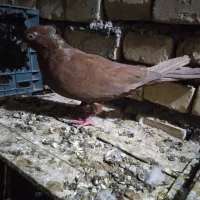 کفتر|پرنده|خرمشهر, |دیوار
