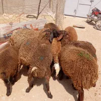 بره نر و ماده