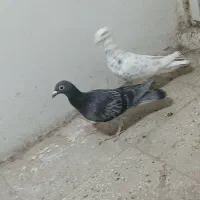 کفتر باخت کرده|پرنده|قزوین, |دیوار