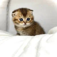 اسکاتیش گلد NY12