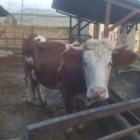 گاوسیمیتال شکم اول