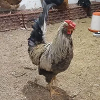 مرغ و خروس گلین ریش دار