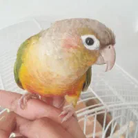 طوطی گرینچیک|پرنده|زرند, |دیوار