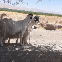 بز وچپش