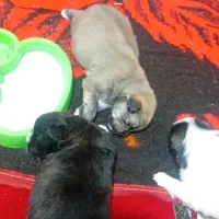 فروش مادر و توله ها|سگ|آمل, |دیوار