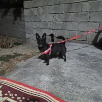 سگ گمشده پاکوتاه