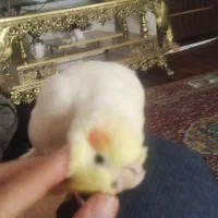 عروس هلندی اهلی