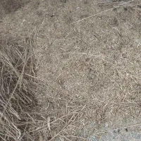 کاه لوبیا خشک سبز صحنه