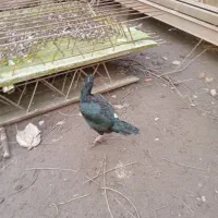 مرغ وخروس لاری|حیوانات مزرعه|رشت, آب آسیاب|دیوار