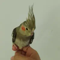 عروس هلندی نر رام 3ماهه