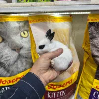 خرگوش چشم اشکی مینیاتوری