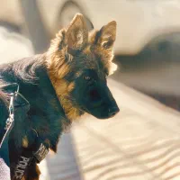 ژرمن شپرد|سگ|کرمانشاه, |دیوار